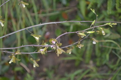 Eulophia graminea